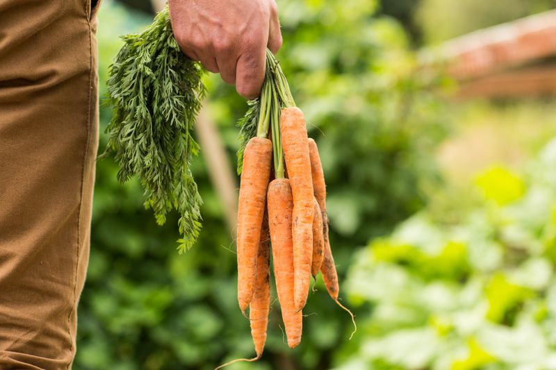 Man holding bunch of organic carrots