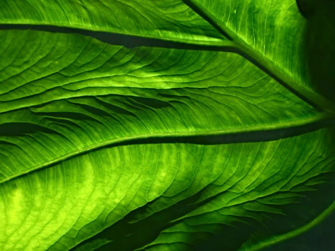 Close up image of a green leaf - A selection of great images for virtual Zoom backgrounds from the PikWizard team - Image