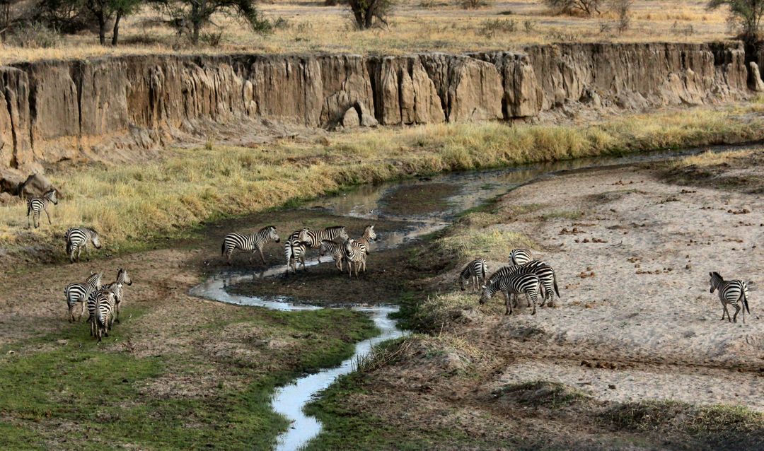 Image of zebras in nature - A selection of great images for virtual Zoom backgrounds from the PikWizard team - Image
