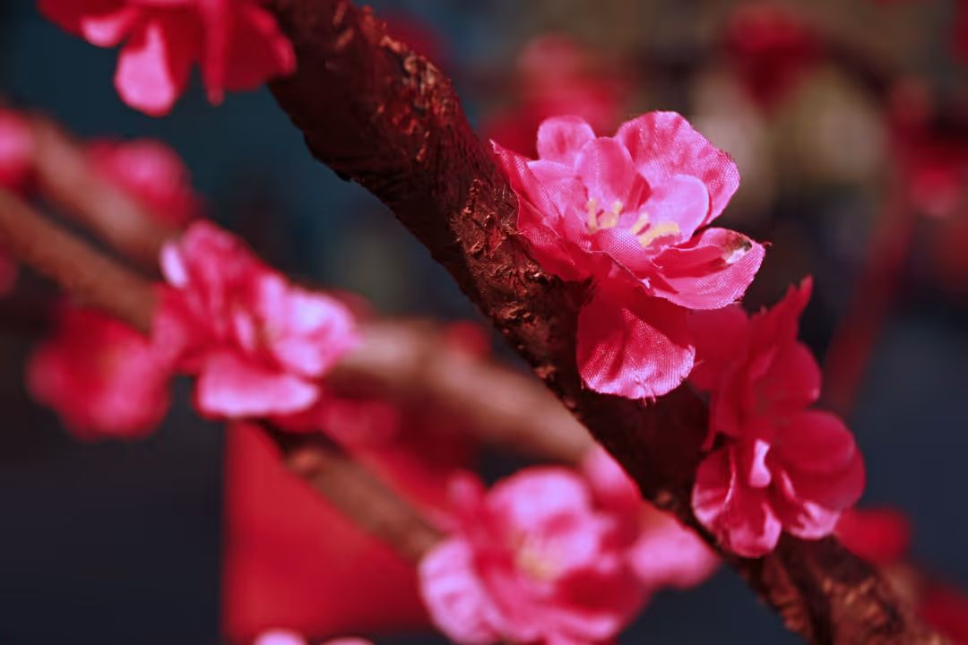 Image of pink saturated flowers on branch - How to choose a good color combination for photography - Image