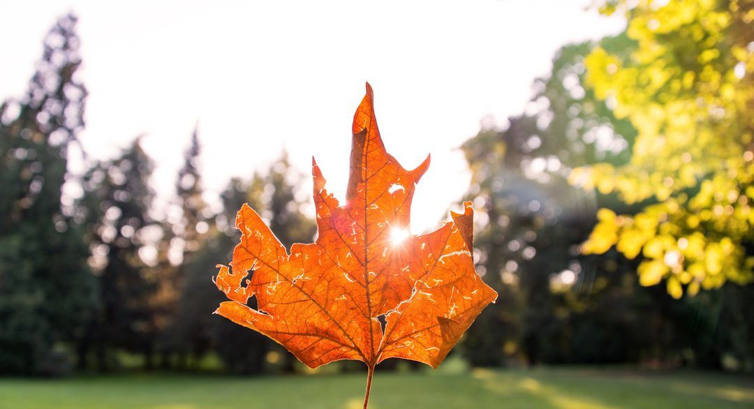 Image of an autumn leaf with forest in the background - A selection of eye-catching autumn images from PikWizard for your blog or business - Image