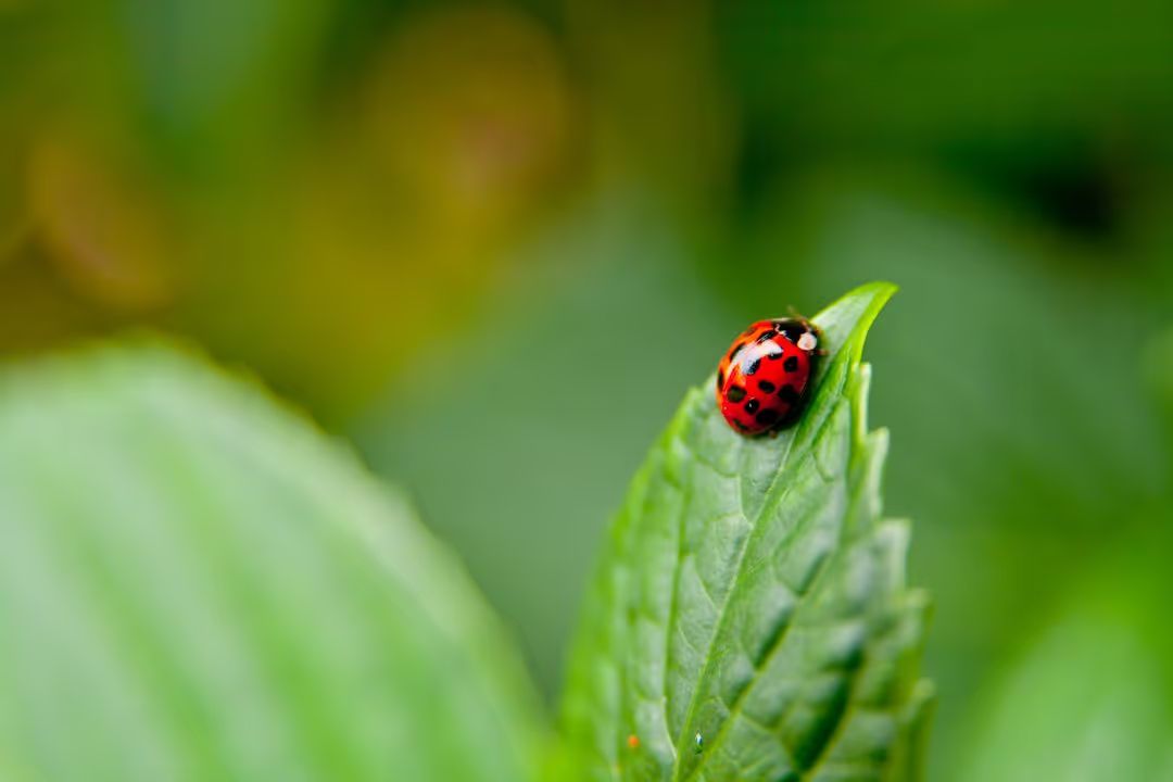 Close up natural photograph of a red ladybug on a green leaf - How to choose a good color combination for photography - Image