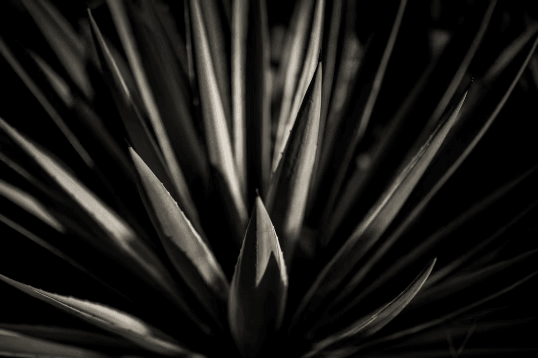 Dark plant with hex values - How to create a perfect modern color scheme for your website - Image