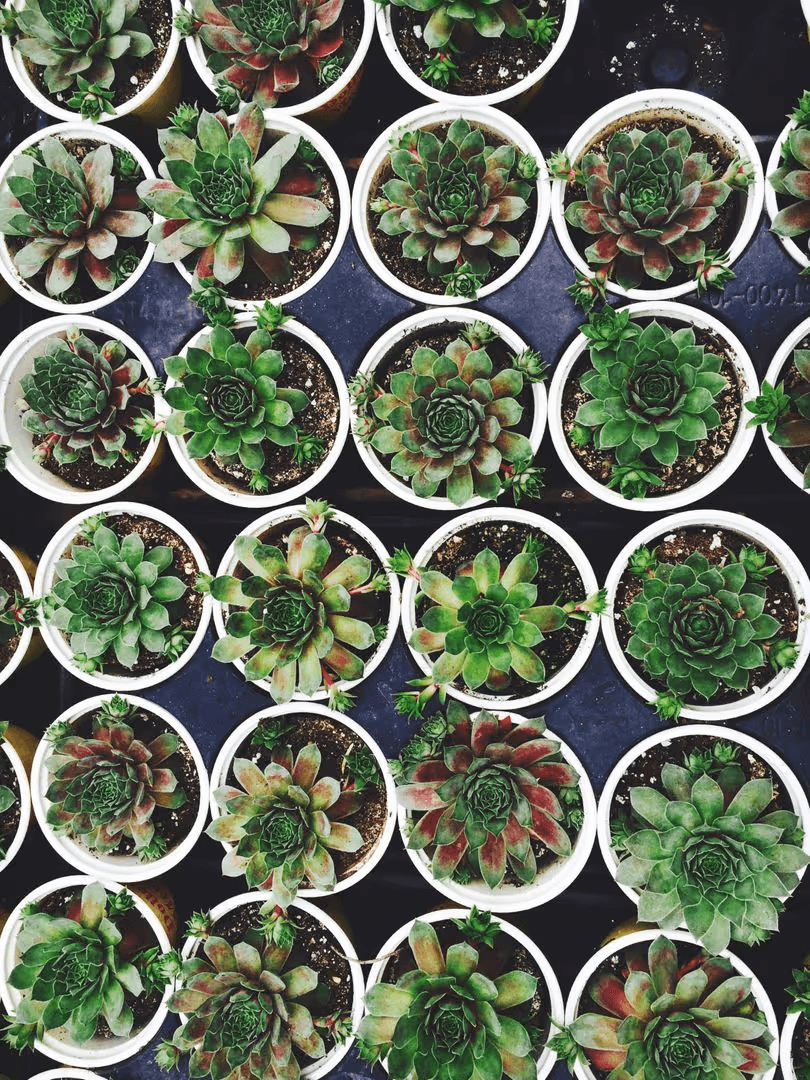 Potted plants with hex values - How to create a perfect modern color scheme for your website - Image