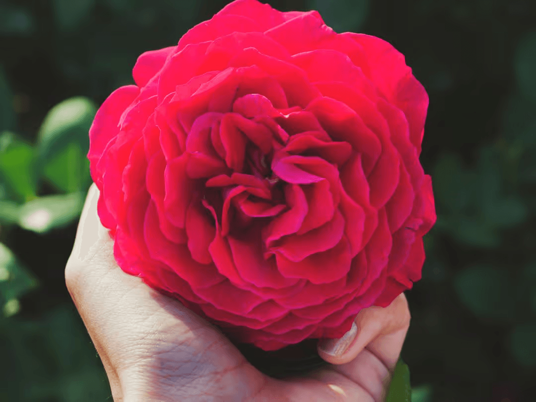 Dark pink flower with dark background with hex values - How to create a perfect modern color scheme for your website - Image