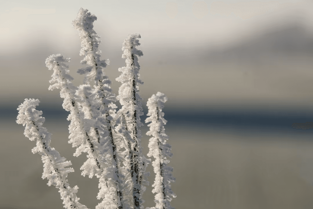 Bright white snow on plant - How to create a perfect modern color scheme for your website - Image