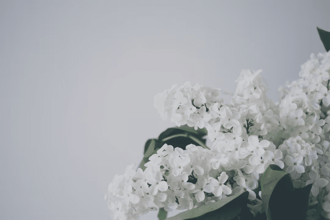 White flowers that has green leaves with hex values - How to create a perfect modern color scheme for your website - Image