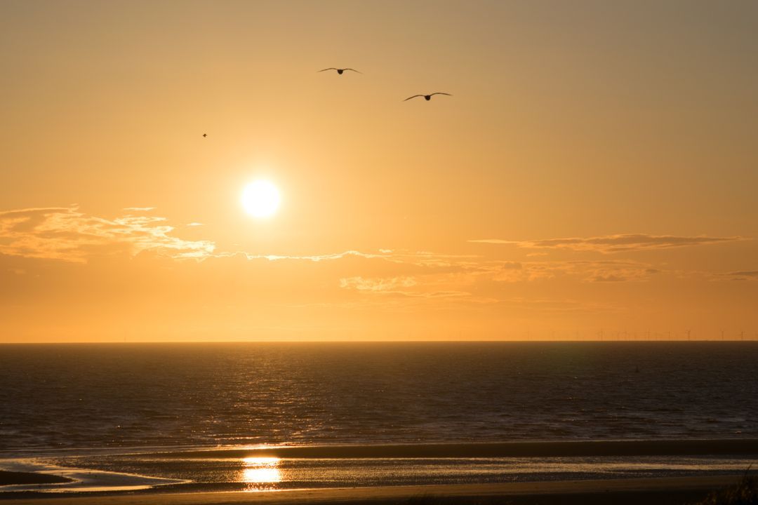 Seagulls flying over the ocean