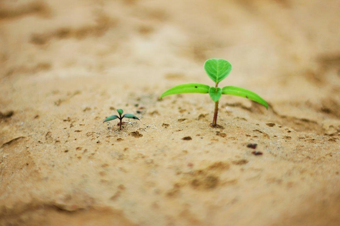 Image of a plant starting to grow - A selection of images from the PikWizard team on the eve of the New Year - Image