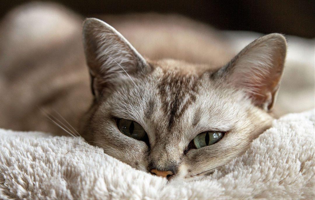 Close up image of a cat laying down with green eyes looking at the camera - Must-know design tips for using images on websites - Image