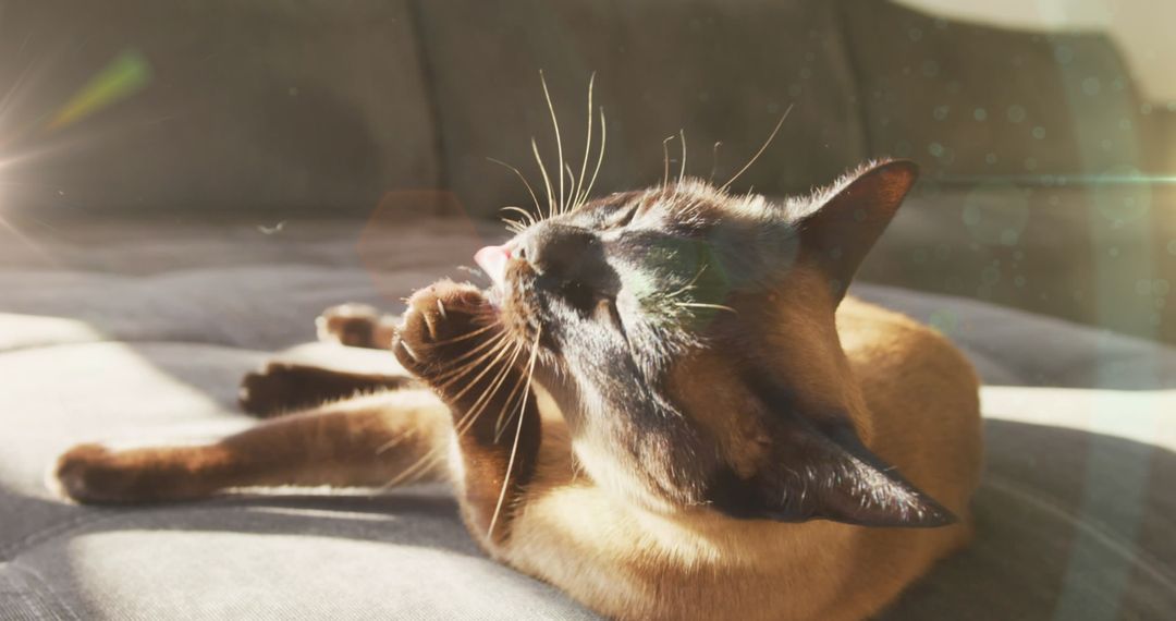 Siamese Cat Relaxing on Sunlit Couch