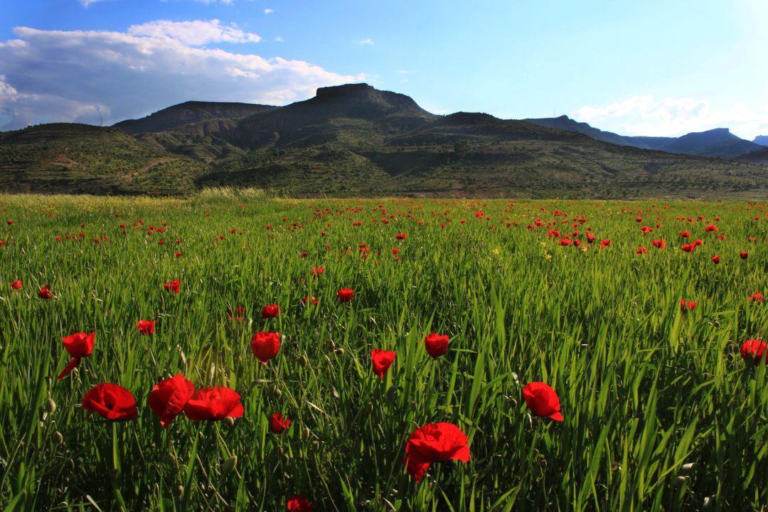 Bright red poppies in lush green field with mountains in background - Free Images, Stock Photos and Pictures on Pikwizard.com