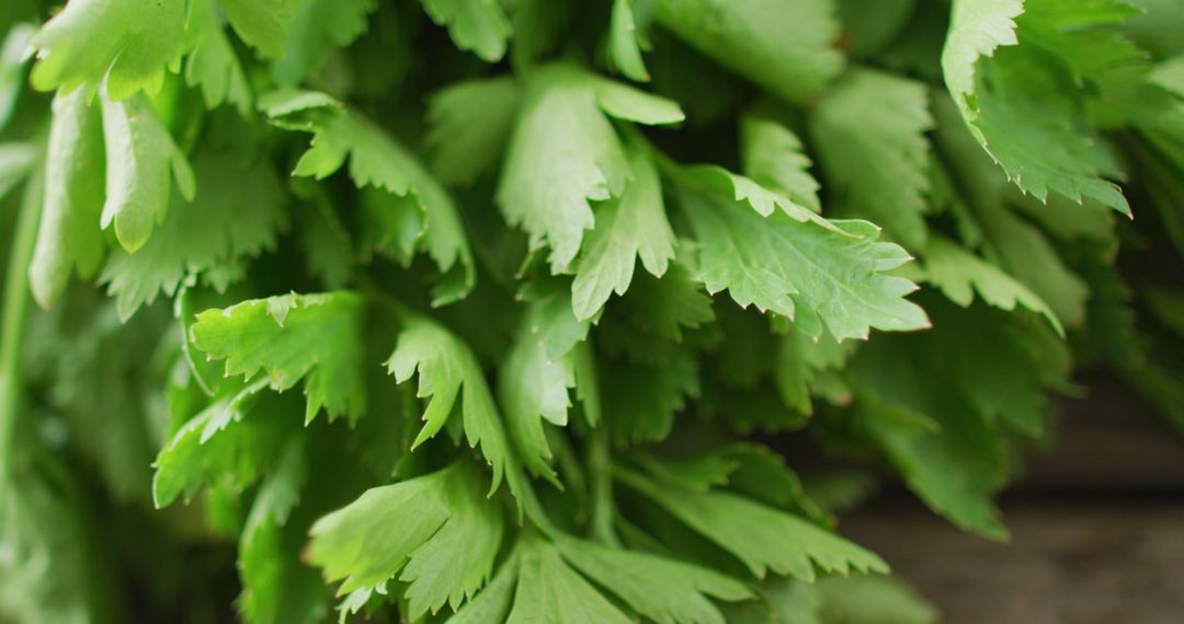 Close-Up of Fresh Green Celery Leaves in Natural Light - Free Images, Stock Photos and Pictures on Pikwizard.com