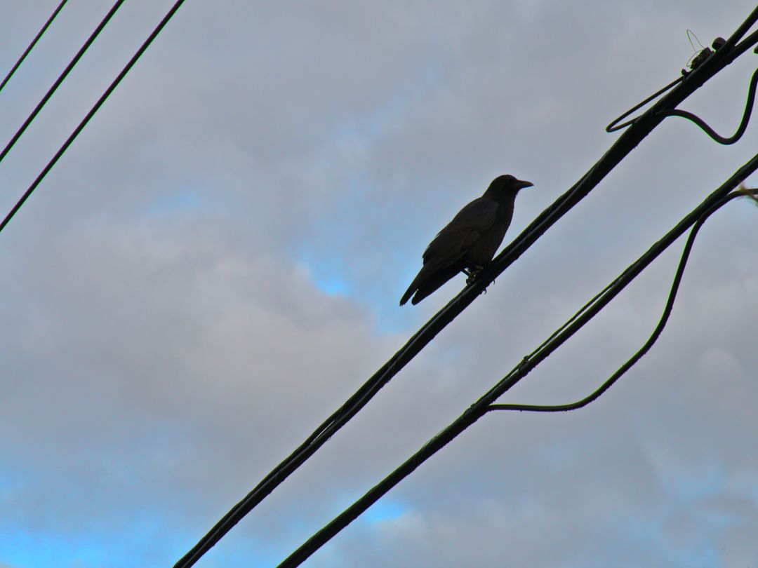 Lone Bird Perched on Power Lines Against Cloudy Sky