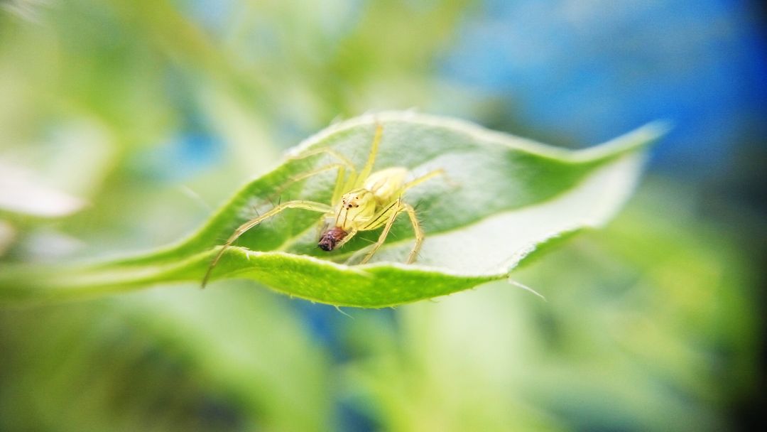 Macro Shot of Green Spider on Leaf with Prey - Free Images, Stock Photos and Pictures on Pikwizard.com
