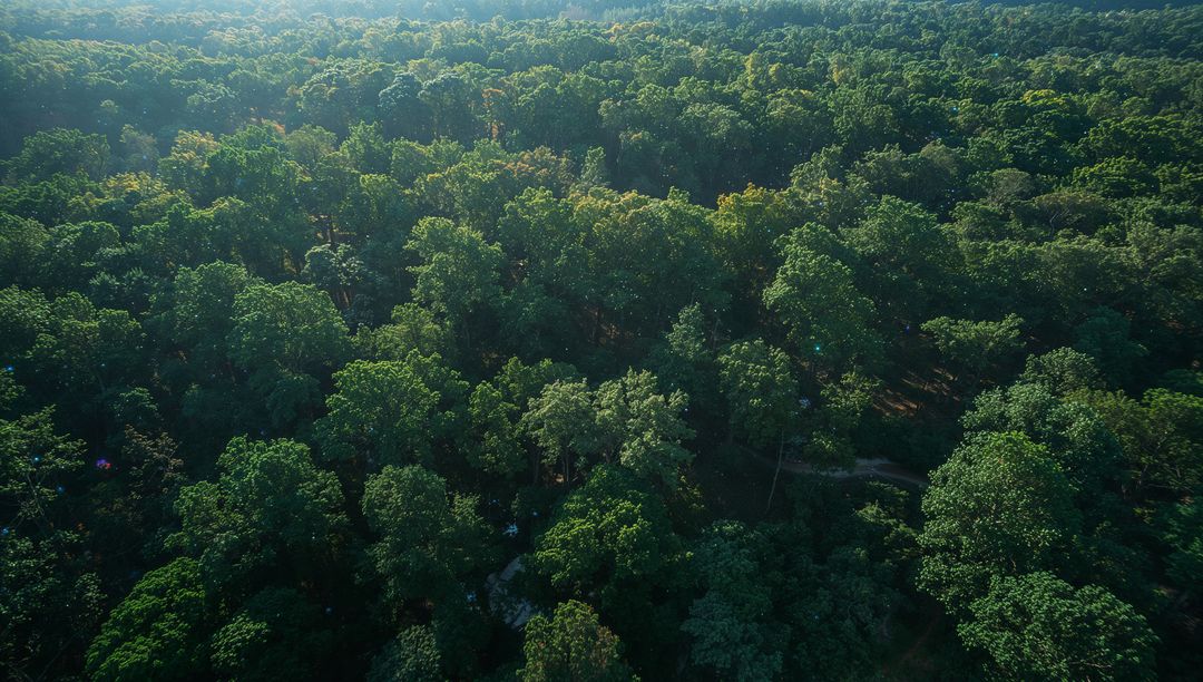 Drone aerial view showing dense green forest canopy with sunlit crowns and winding trail