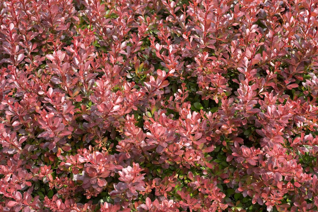 Dense Bush of Red and Pink Foliage in Bright Sunlight - Free Images, Stock Photos and Pictures on Pikwizard.com