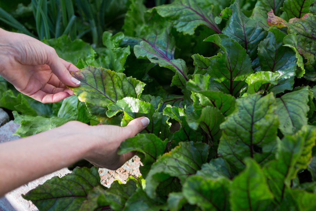 Woman examining leafy vegetables - Free Images, Stock Photos and Pictures on Pikwizard.com