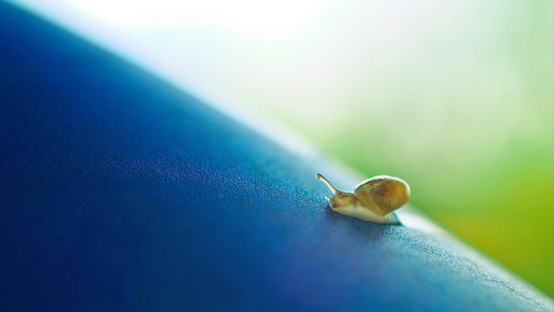 Tiny Snail Crawling on Blue Surface in Macro Photography
