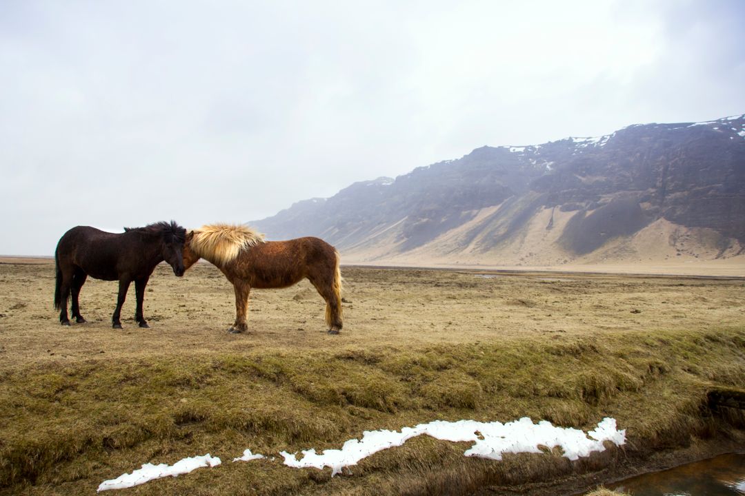 Two Horses Touching Noses in Vast Open Field with Snow-Capped Mountains - Free Images, Stock Photos and Pictures on Pikwizard.com