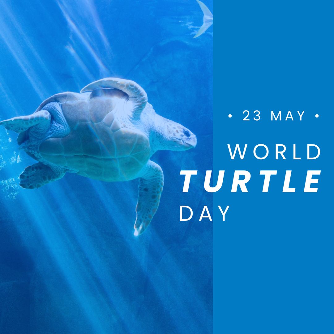 World Turtle Day Celebration With Sea Turtle Swimming Underwater - Download Free Stock Templates Pikwizard.com