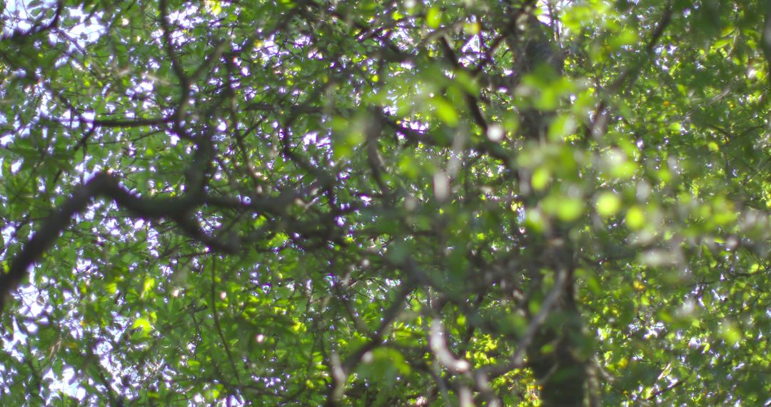 Abstract View of Sunlit Forest Canopy - Free Images, Stock Photos and Pictures on Pikwizard.com