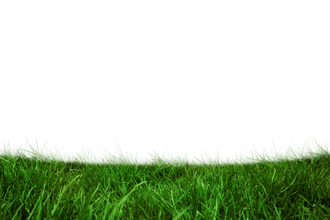 lush green grass isolated on transparent setup for nature projects - Download Free Stock Images Pikwizard.com