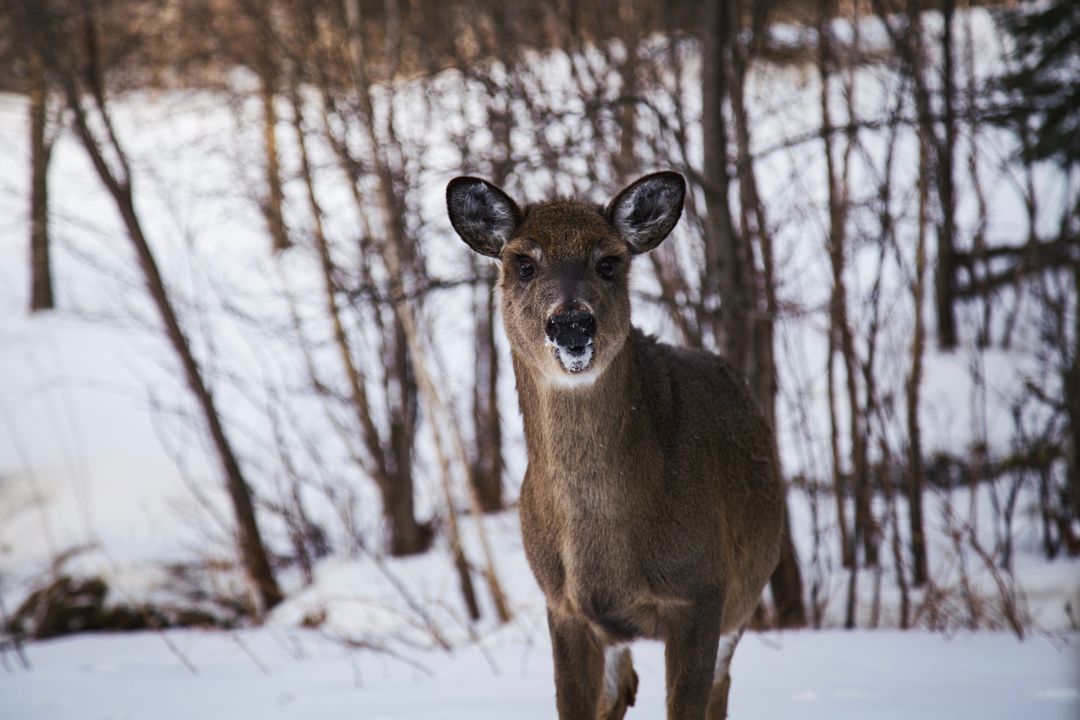 Curious doe standing in snowy forest looking toward camera with snow on nose, winter coat