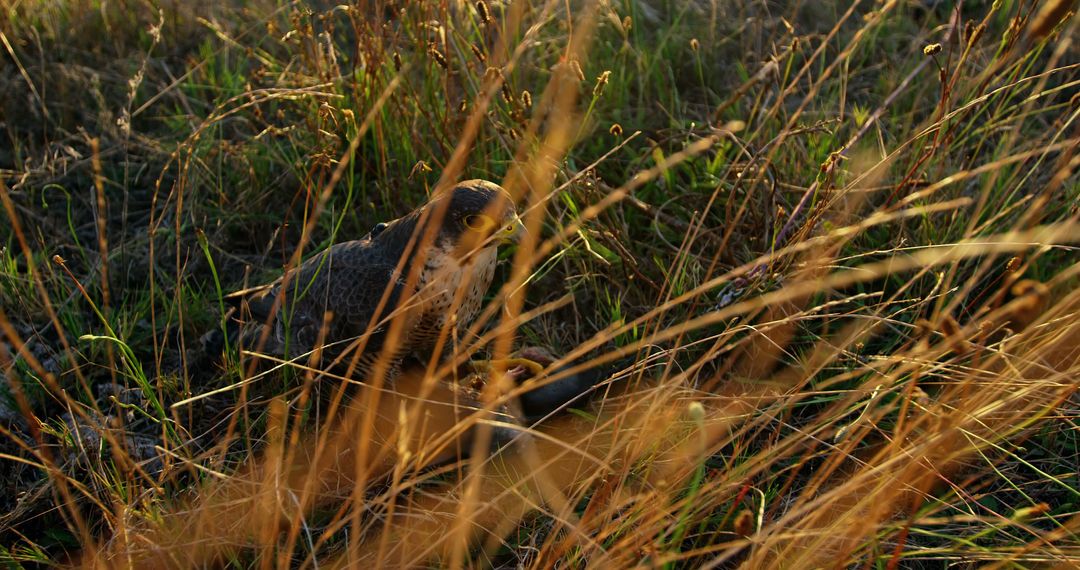 Peregrine Falcon Camouflaged in Tall Grass - Free Images, Stock Photos and Pictures on Pikwizard.com