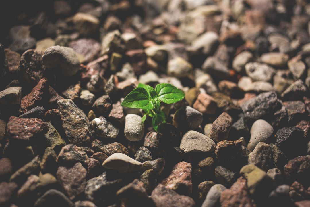 Small Green Plant Growing Among Rocks in Highlighted Contrast - Free Images, Stock Photos and Pictures on Pikwizard.com