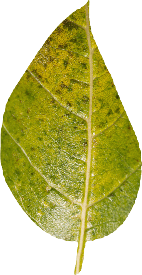 High Resolution Transparent Green Leaf with Detailed Texture
