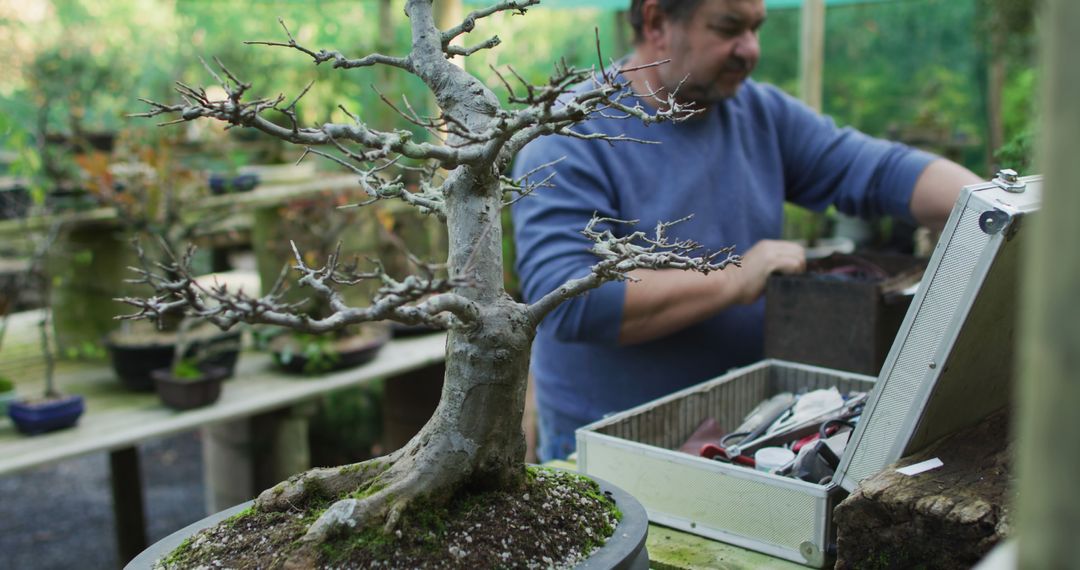 Man Tending to Bonsai Tree in Greenhouse Workshop - Free Images, Stock Photos and Pictures on Pikwizard.com