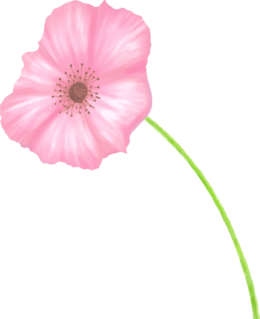 Elegant Pink Blossom with Delicate Details on Transparent Background