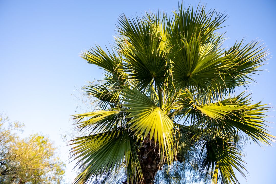 Vibrant palm tree reaching into clear blue sky