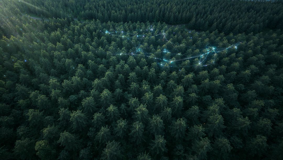 Drone Capturing Pine Forest Canopy with Bioluminescent Network Trails and Sunbeams