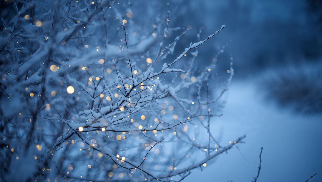 Twinkling Fairy Lights Glowing on Snow-Dusted Branches at Blue Winter Dusk