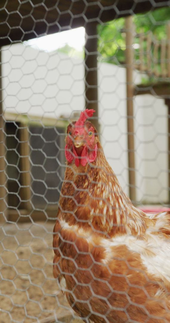 Brown Chicken Observed Through Wire Mesh in Farm Enclosure