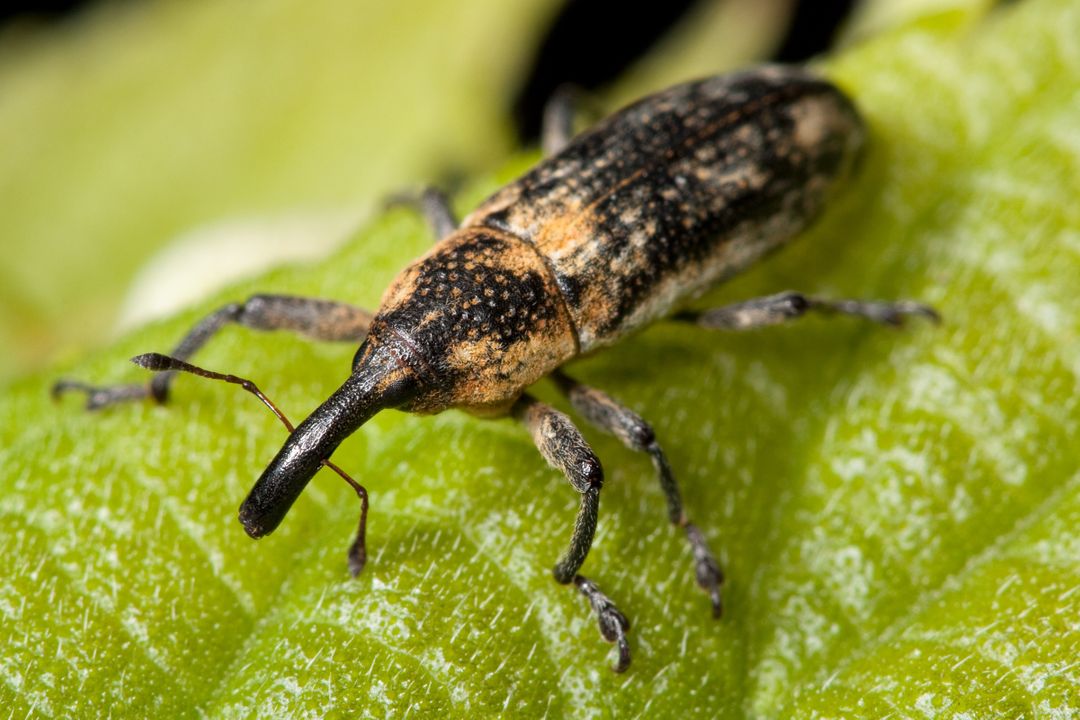 Close-Up of Curculio Weevil on Leaf - Free Images, Stock Photos and Pictures on Pikwizard.com