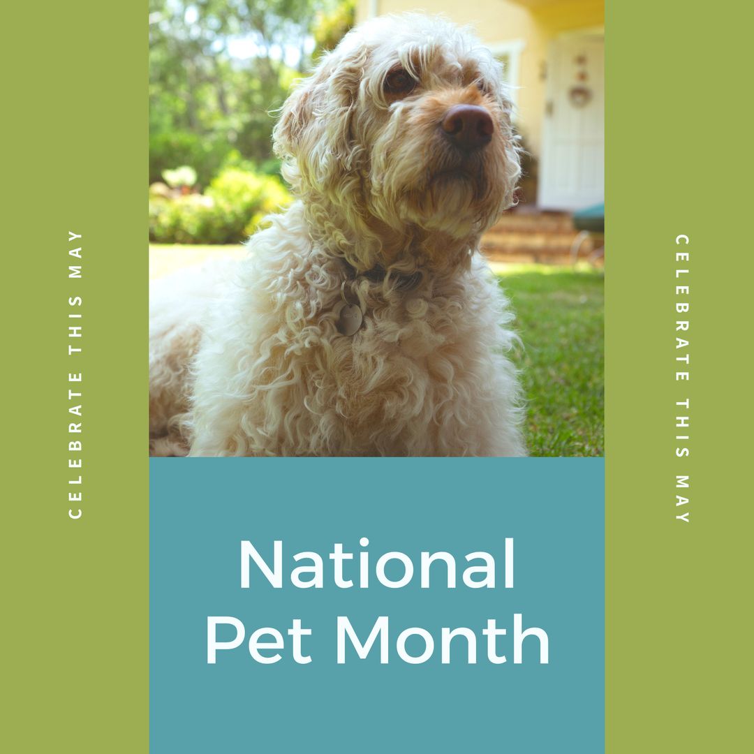 Adorable Poodle Celebrating National Pet Month in Yard - Download Free Stock Templates Pikwizard.com