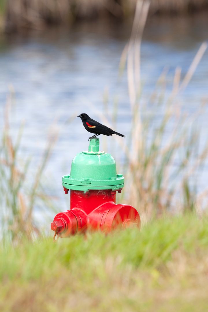 Red-Winged Blackbird Perching on Fire Hydrant at Kennedy Space Center - Free Images, Stock Photos and Pictures on Pikwizard.com