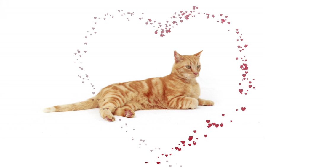 Red Tabby Cat Surrounded by Heart-Shaped Symbols on White Background - Free Images, Stock Photos and Pictures on Pikwizard.com