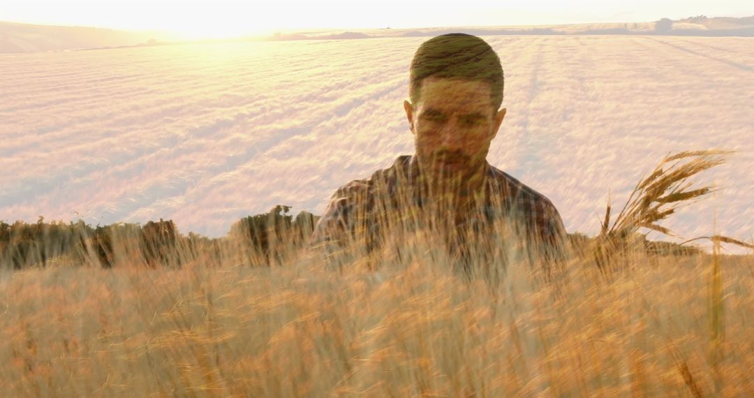 Farmer Examining Wheat Field at Sunset with Horizon View