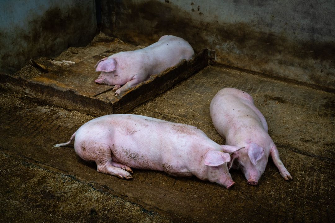 Three Domestic Pigs Resting in Enclosed Pen