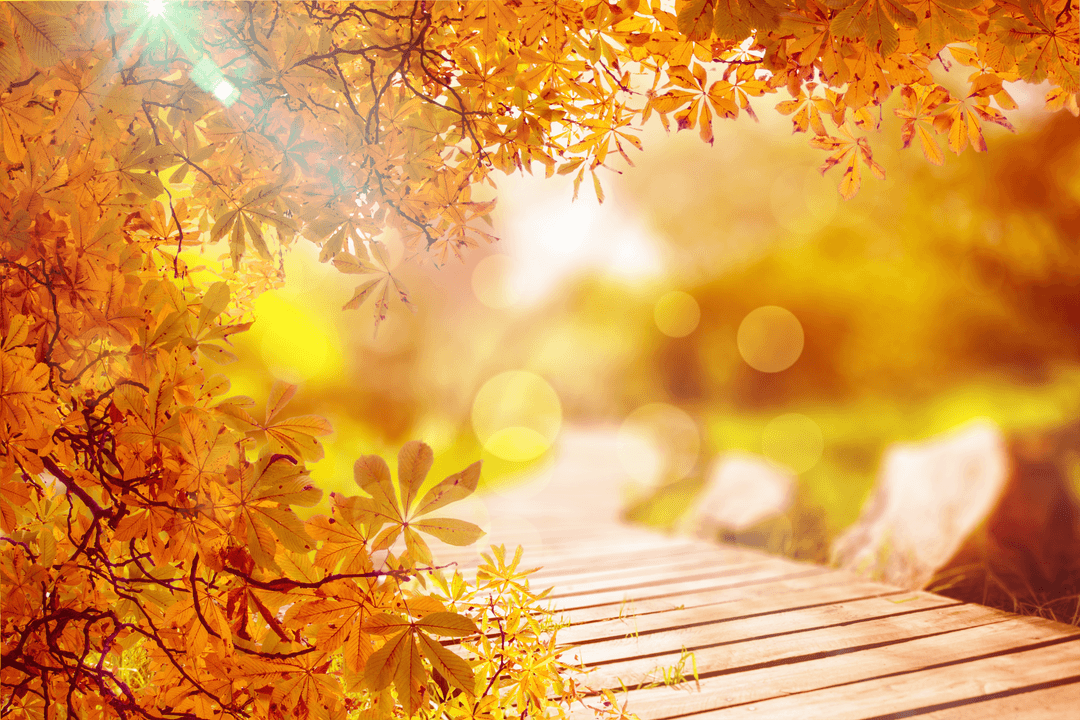Transparent Autumn Leaves with Blur and Sunlight Effects