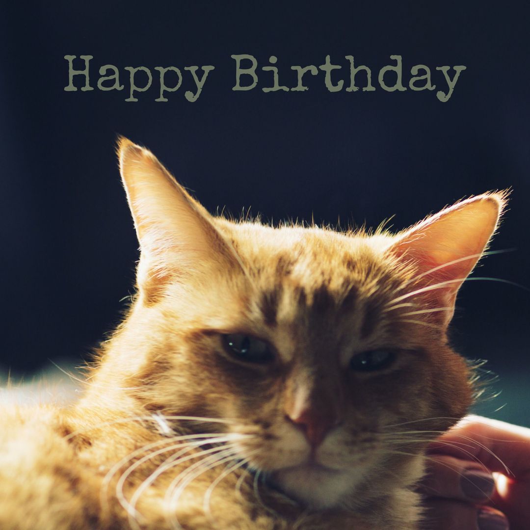 Tranquil Orange Cat with Happy Birthday Greeting - Download Free Stock Templates Pikwizard.com