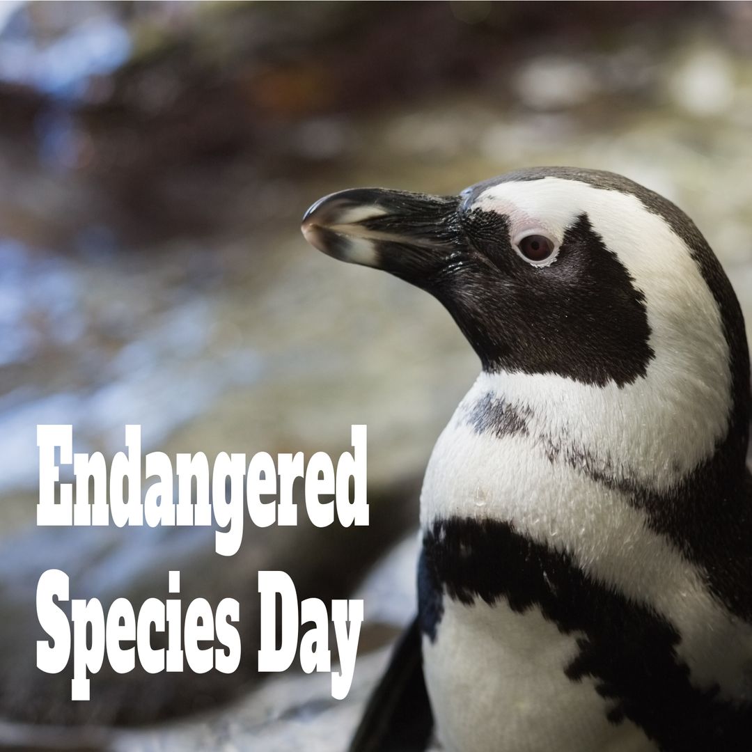 Penguin Highlighting Endangered Species Awareness and Conservation