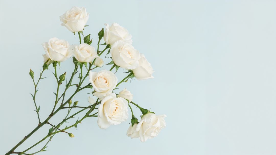 Cluster of white roses on light blue background for condolences
