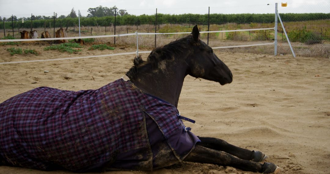 Horse Resting in Pasture with Blanket on Dirt Surface - Free Images, Stock Photos and Pictures on Pikwizard.com