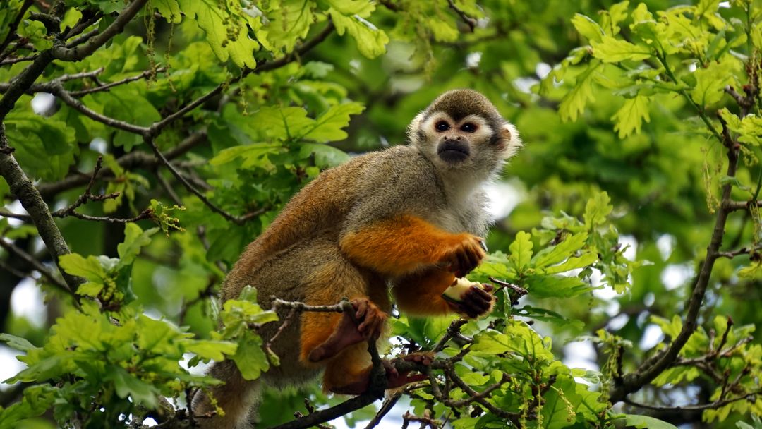 Squirrel Monkey Perched Among Green Foliage in Forest - Free Images, Stock Photos and Pictures on Pikwizard.com