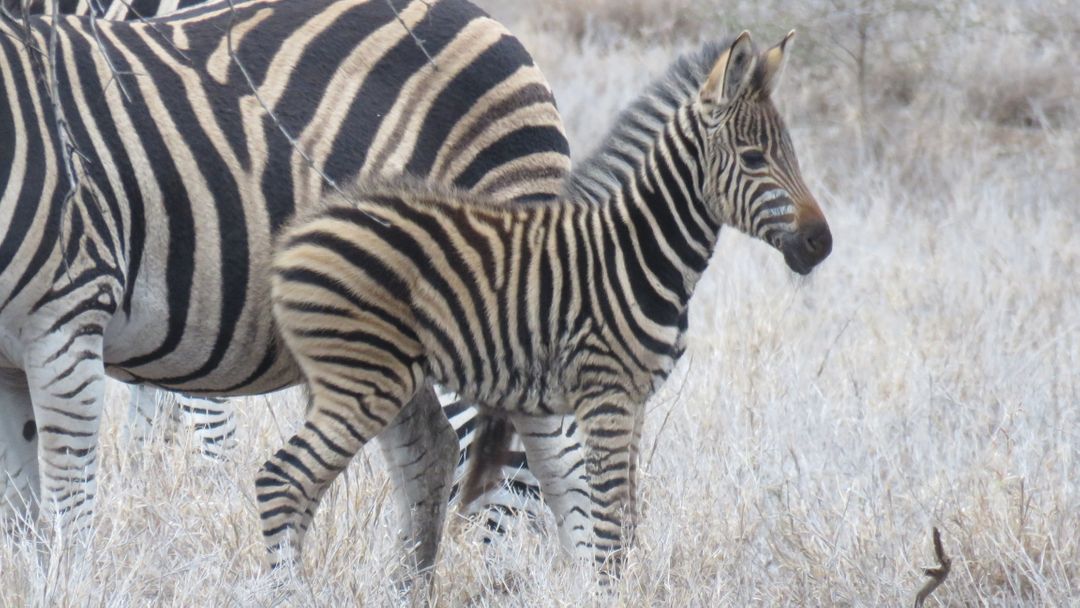 Adorable Zebra Foal Standing by Adult Zebra in Grassy Plain - Free Images, Stock Photos and Pictures on Pikwizard.com